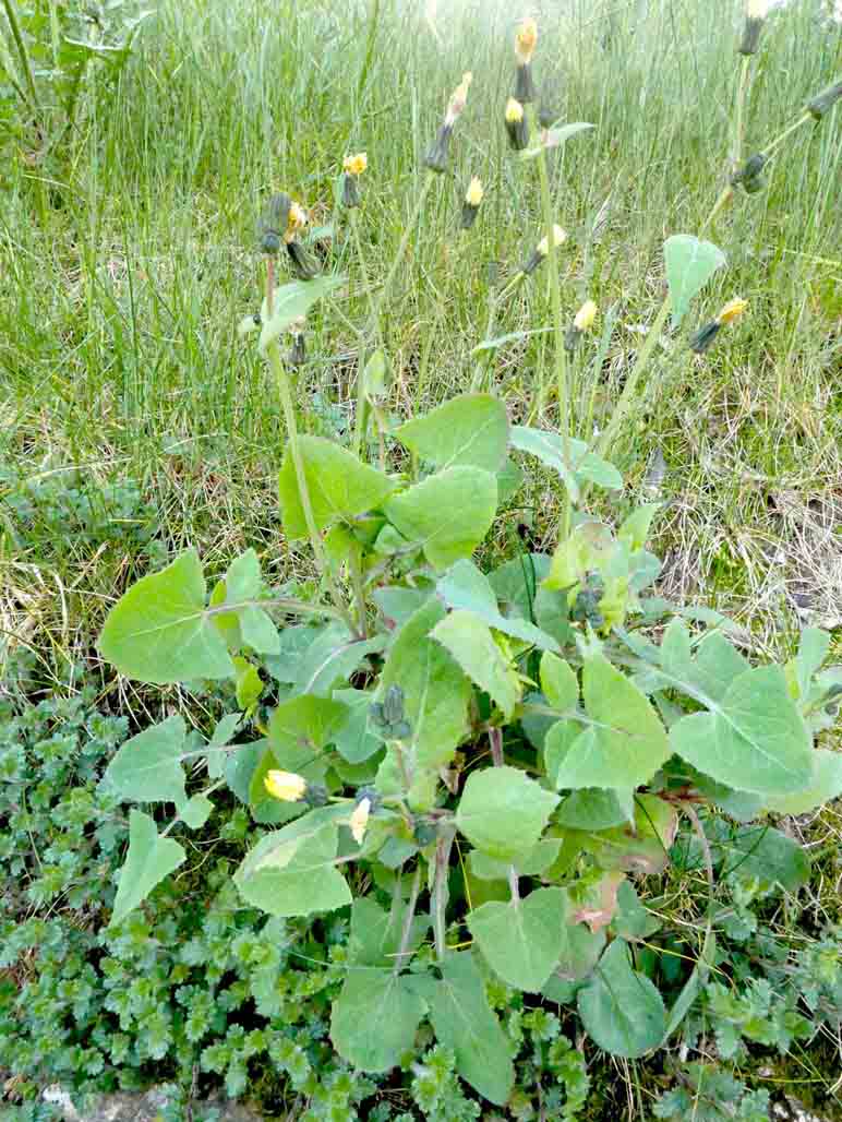 Sonchus oleraceus