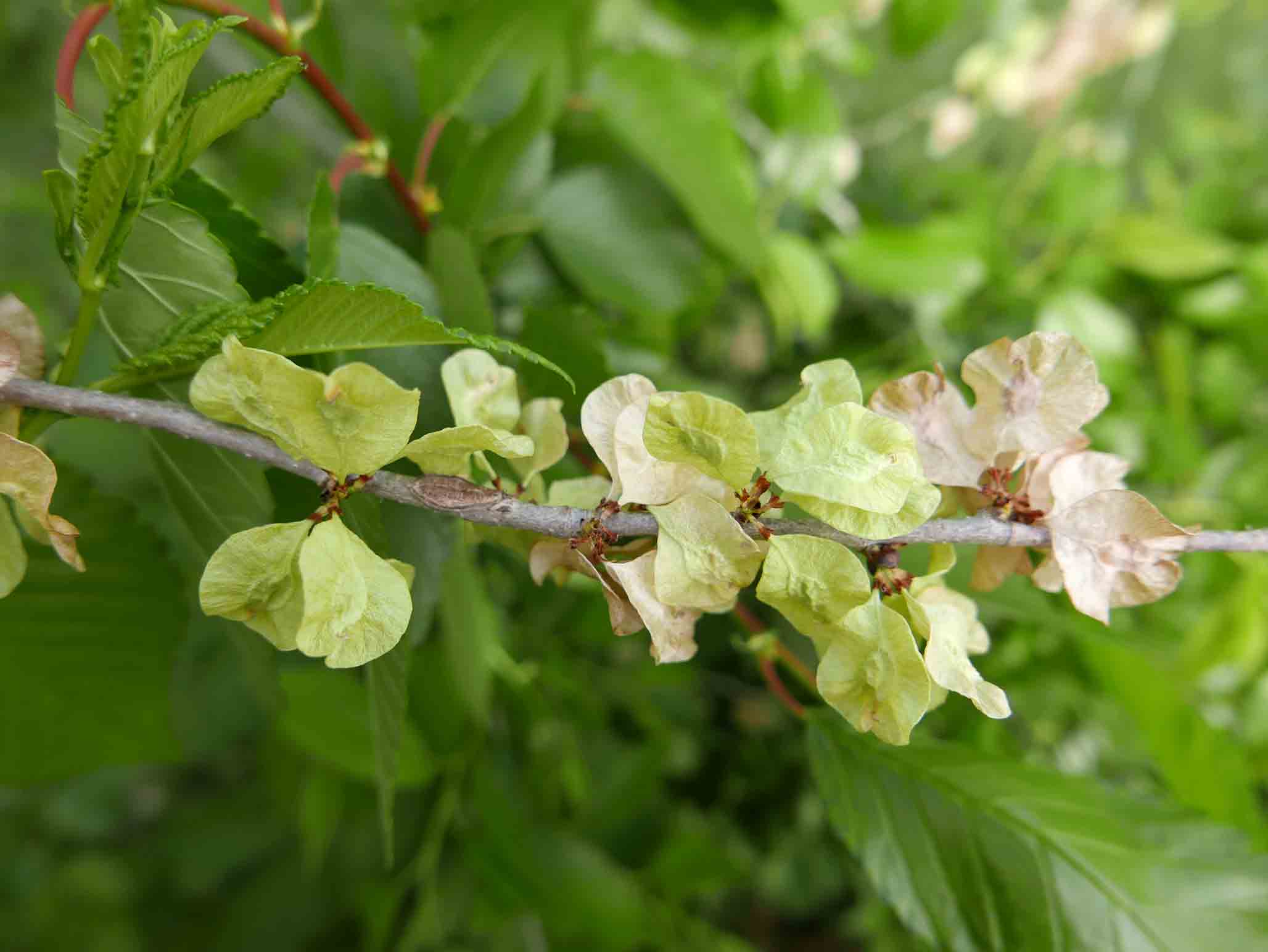 Ulmus sp