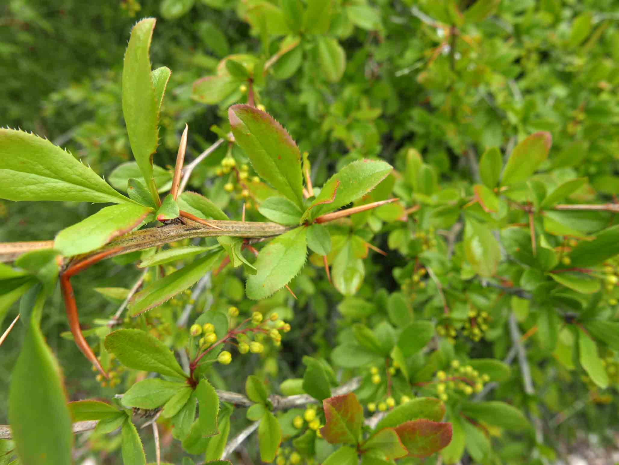 Berberis vulgaris/crespino comune