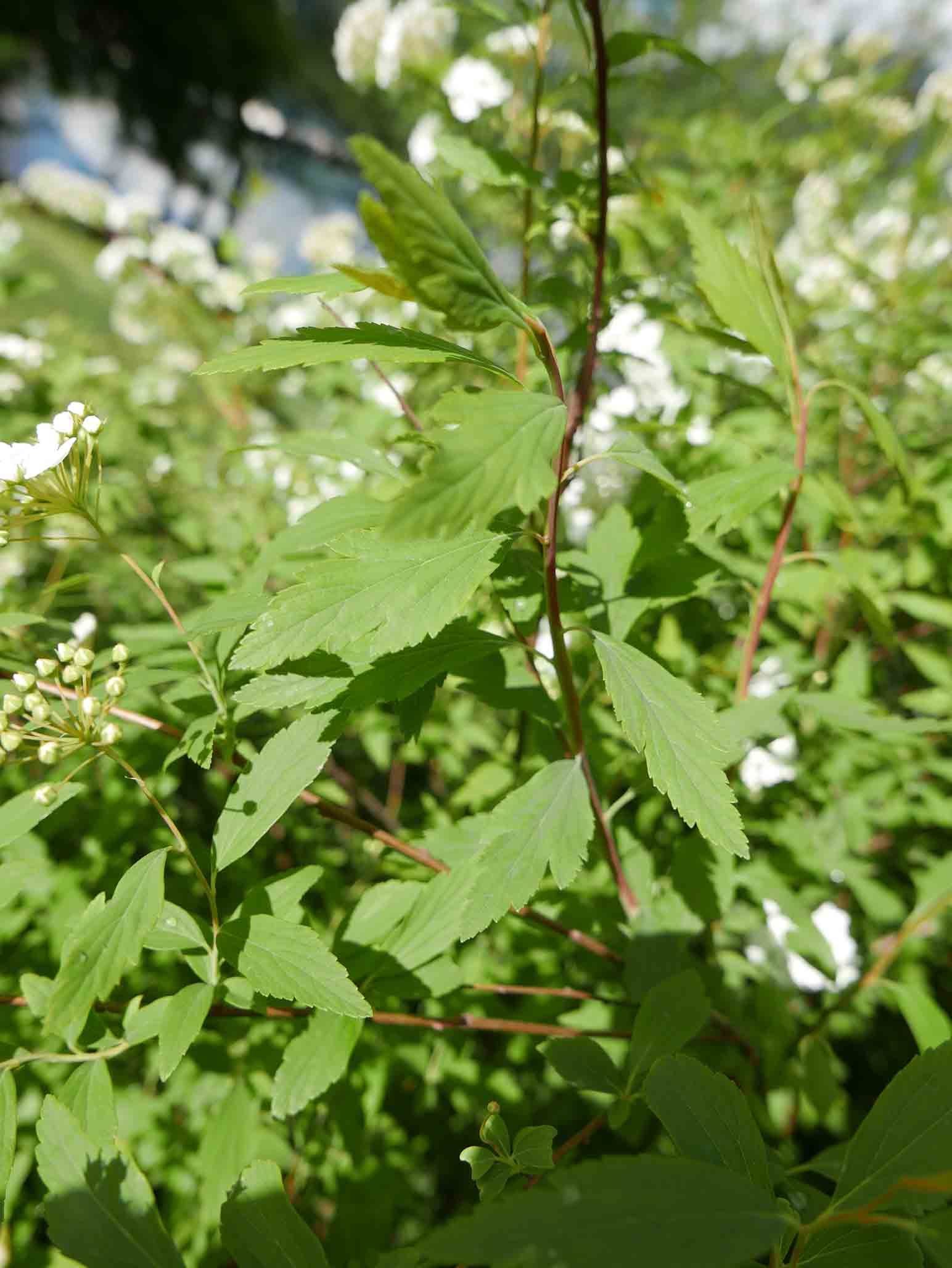 Spiraea x vanhouttei / Spirea di Van Houtte