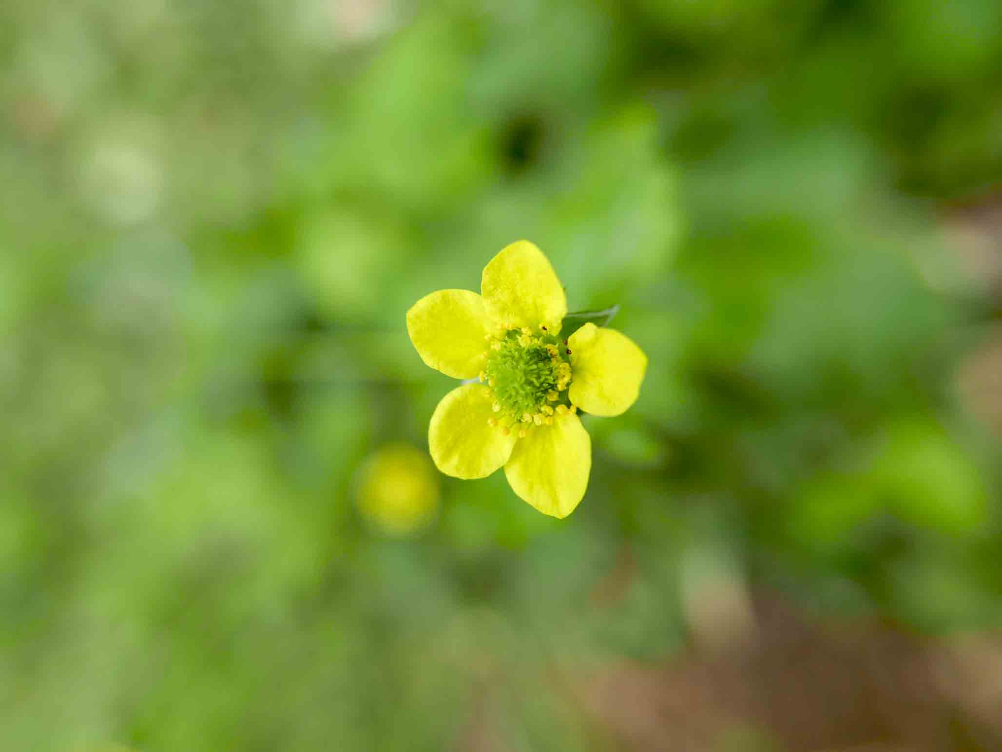 Geum urbanum / Cariofillata comune