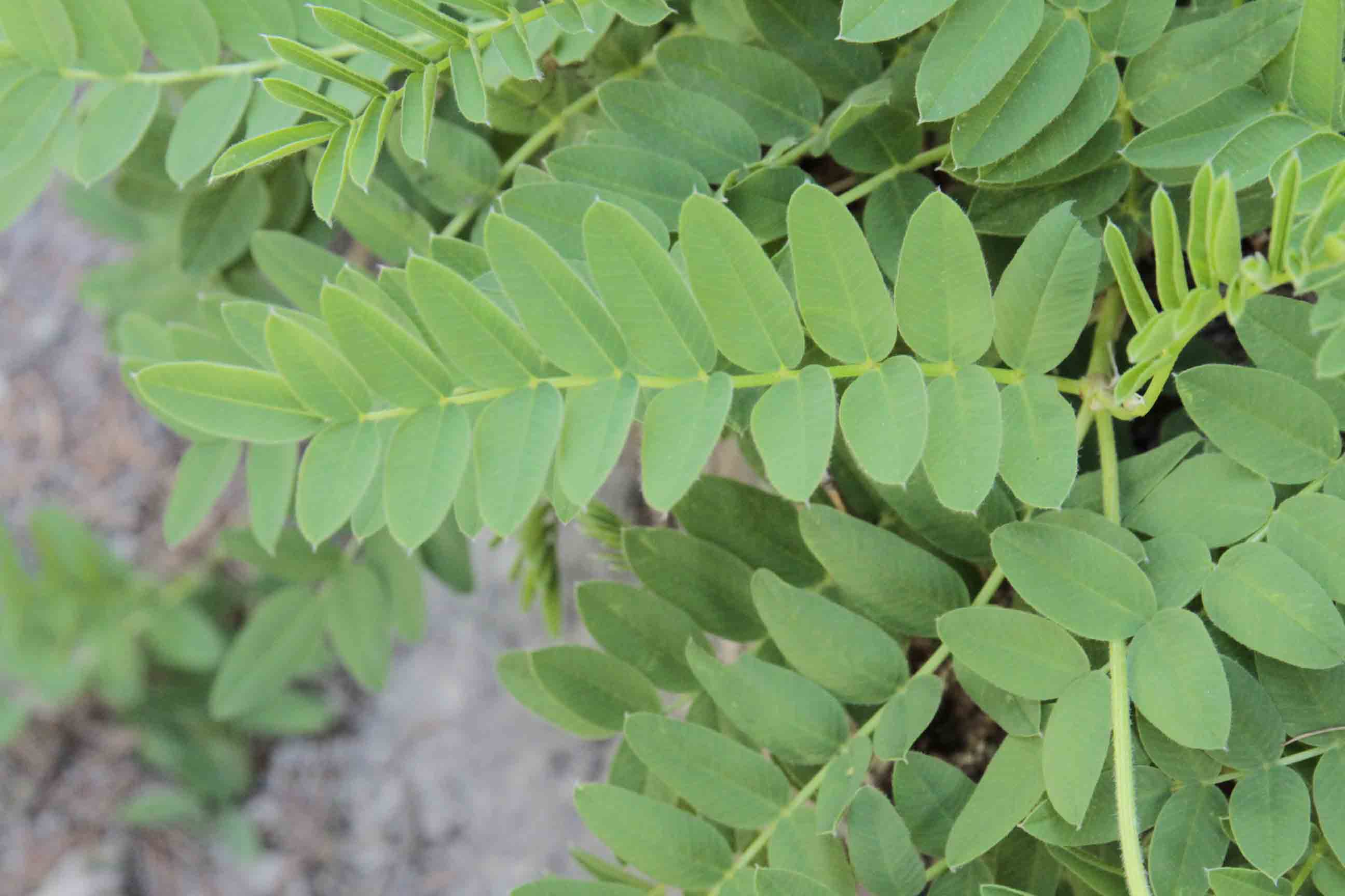 Hedysarum hedysaroides / Sulla alpina