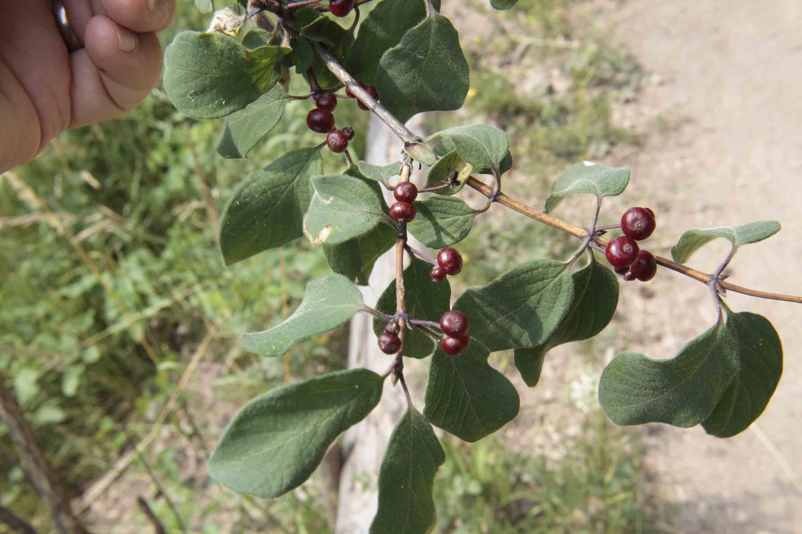 Lonicera xylosteum / Caprifoglio peloso