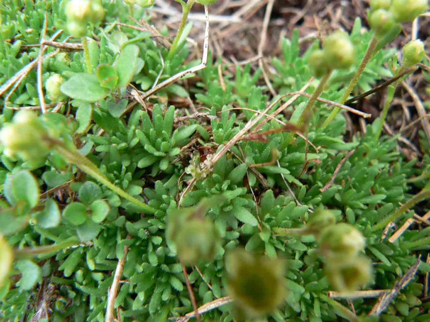 Saxifraga exarata s.l.