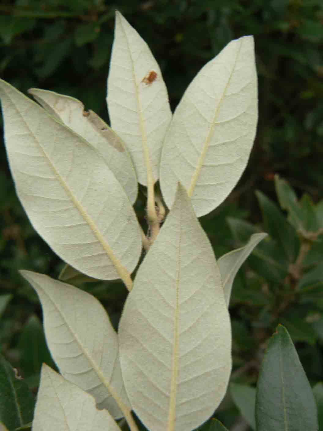 Quercus ilex