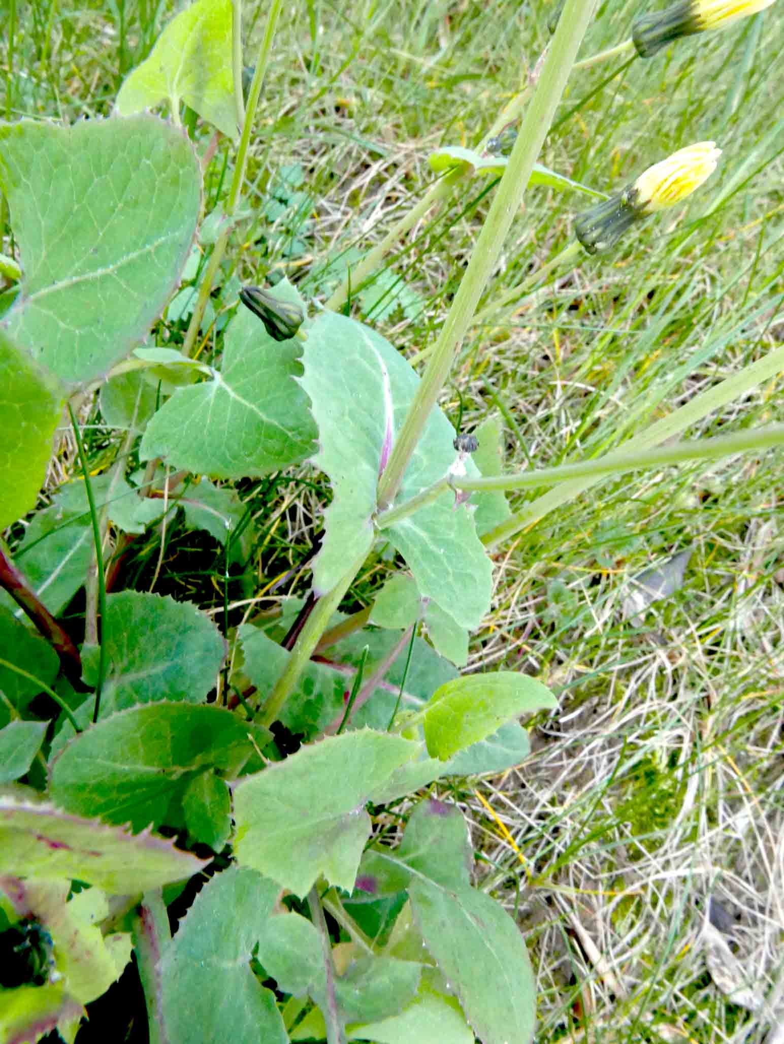 Sonchus oleraceus