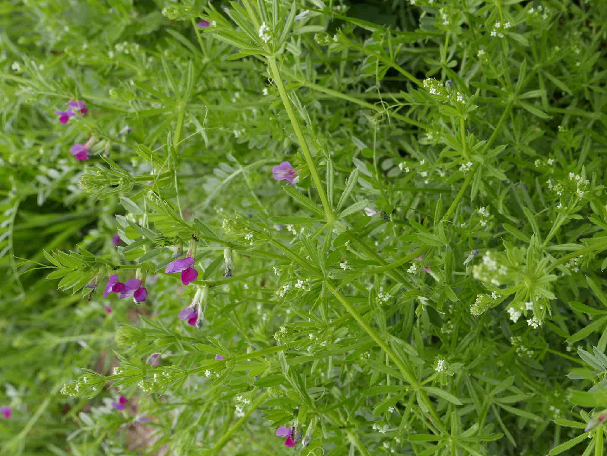 cfr. Vicia sativa