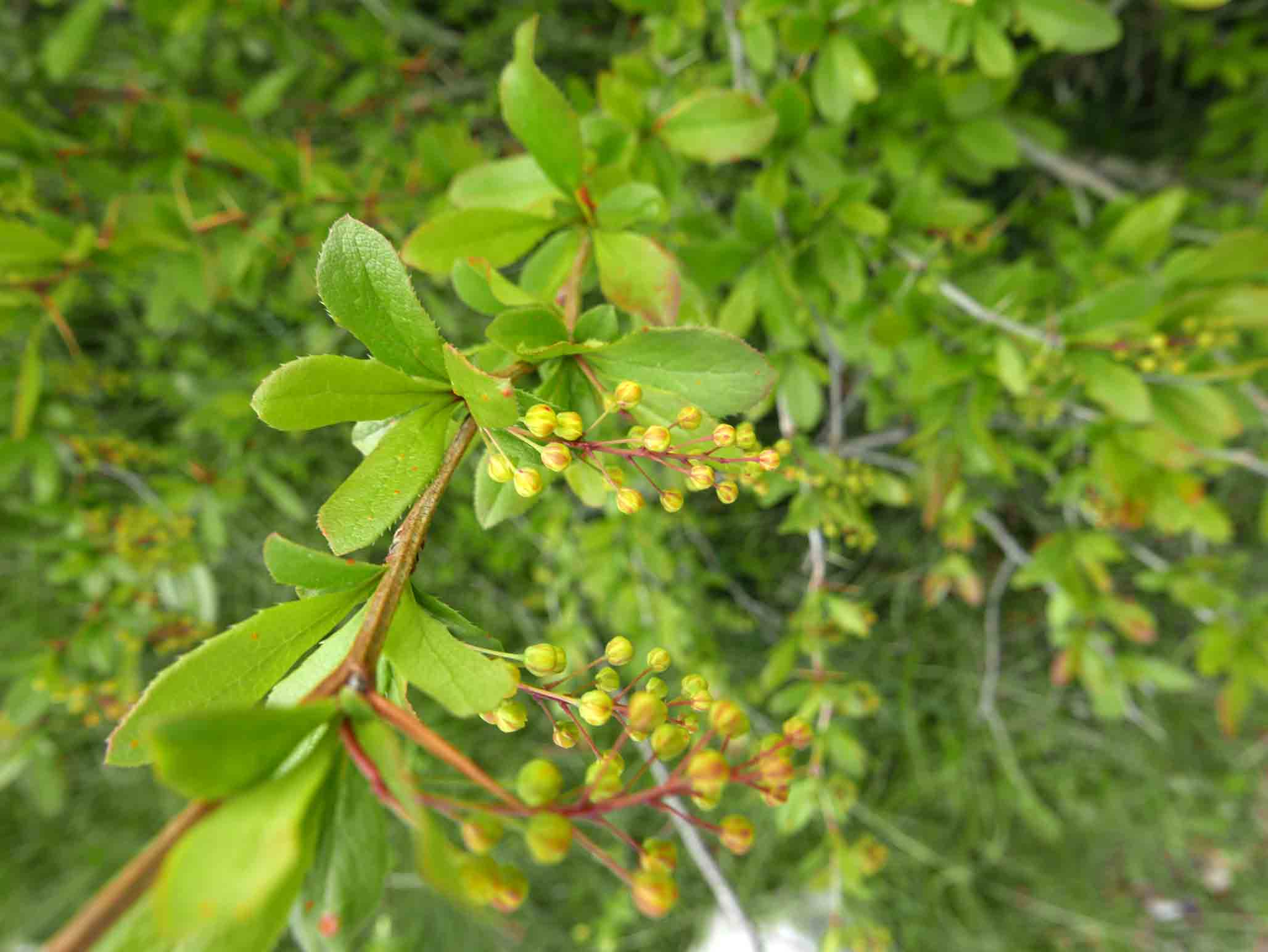 Berberis vulgaris/crespino comune