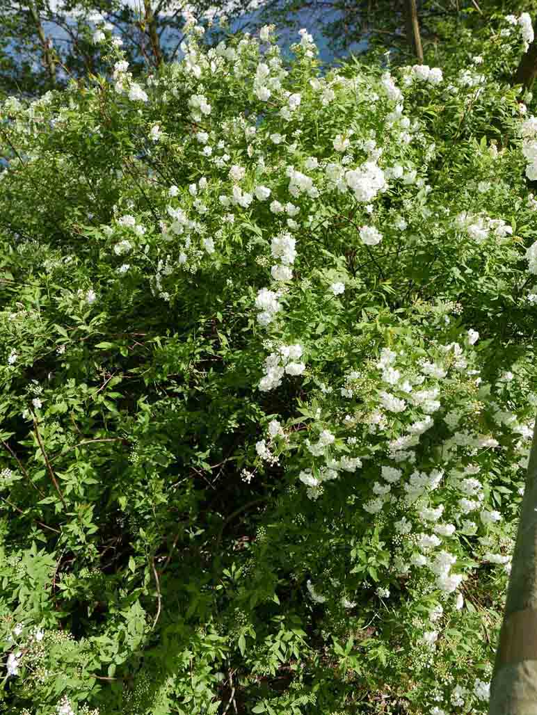 Spiraea x vanhouttei / Spirea di Van Houtte