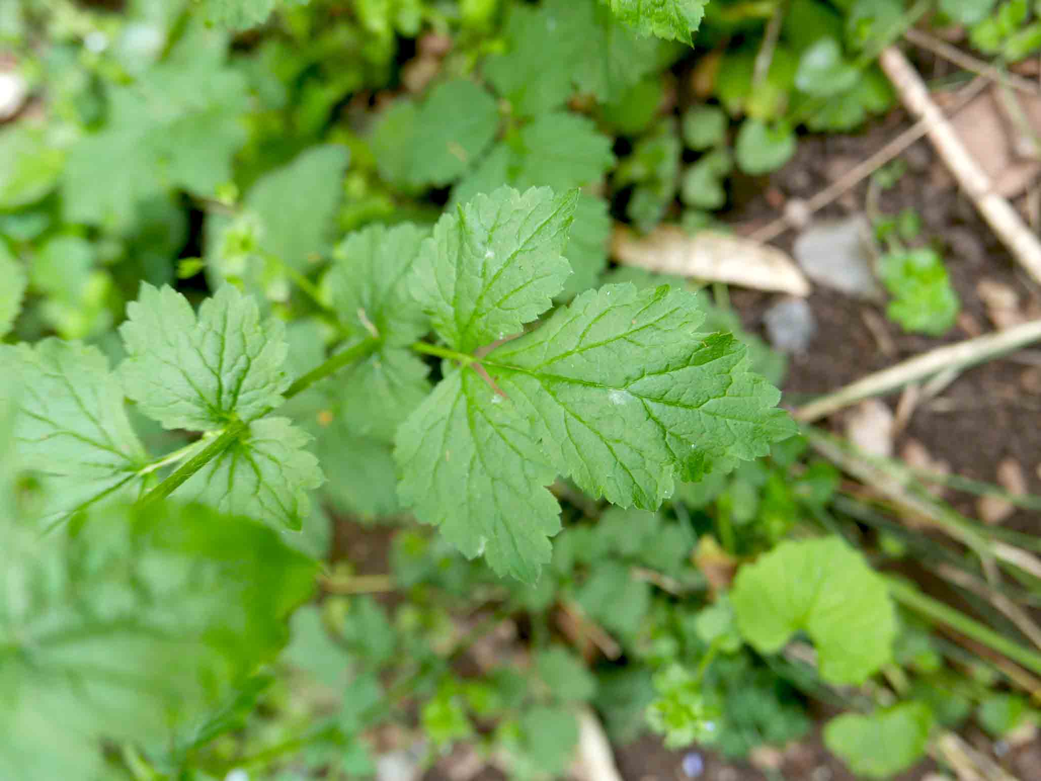 Geum urbanum / Cariofillata comune