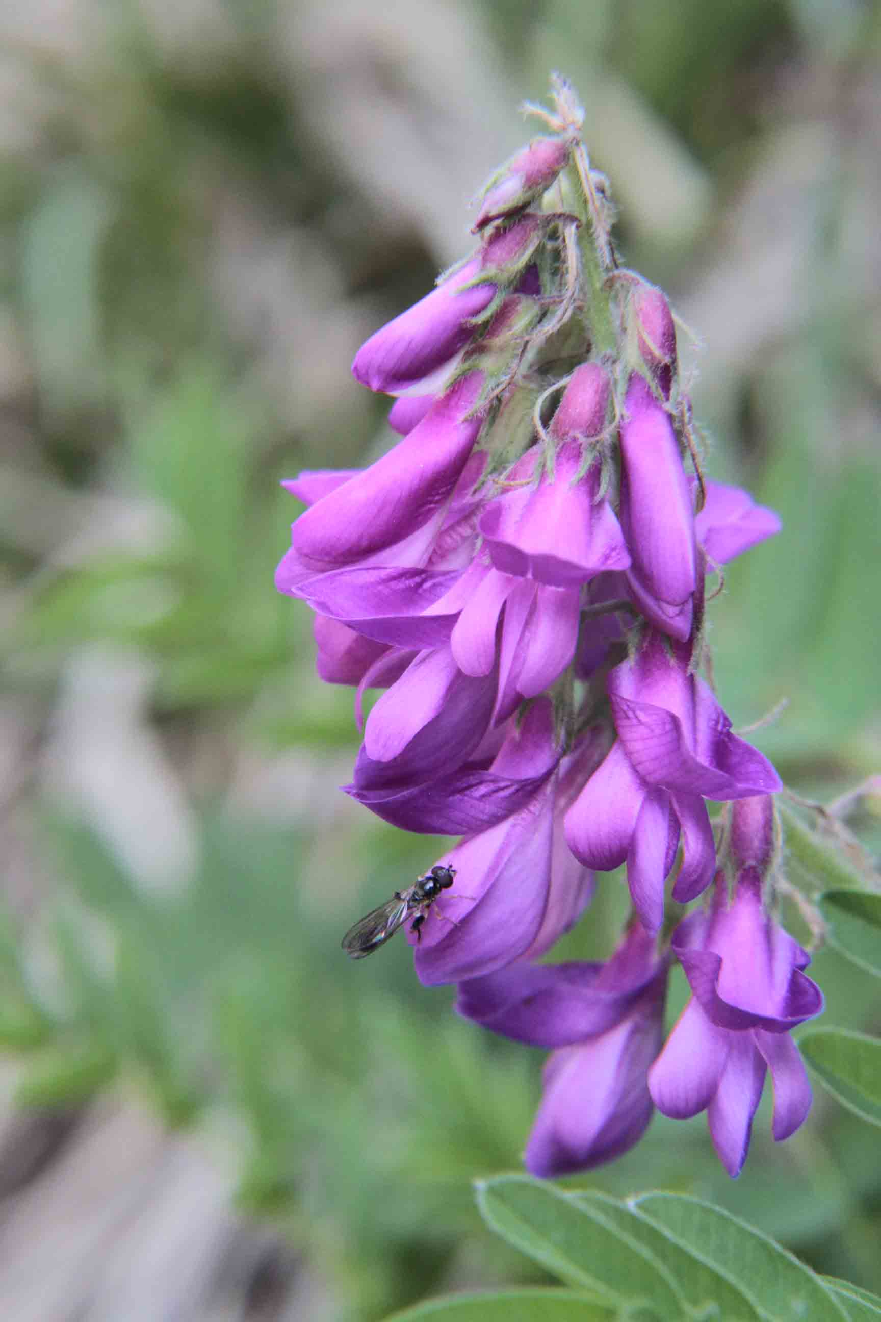 Hedysarum hedysaroides / Sulla alpina