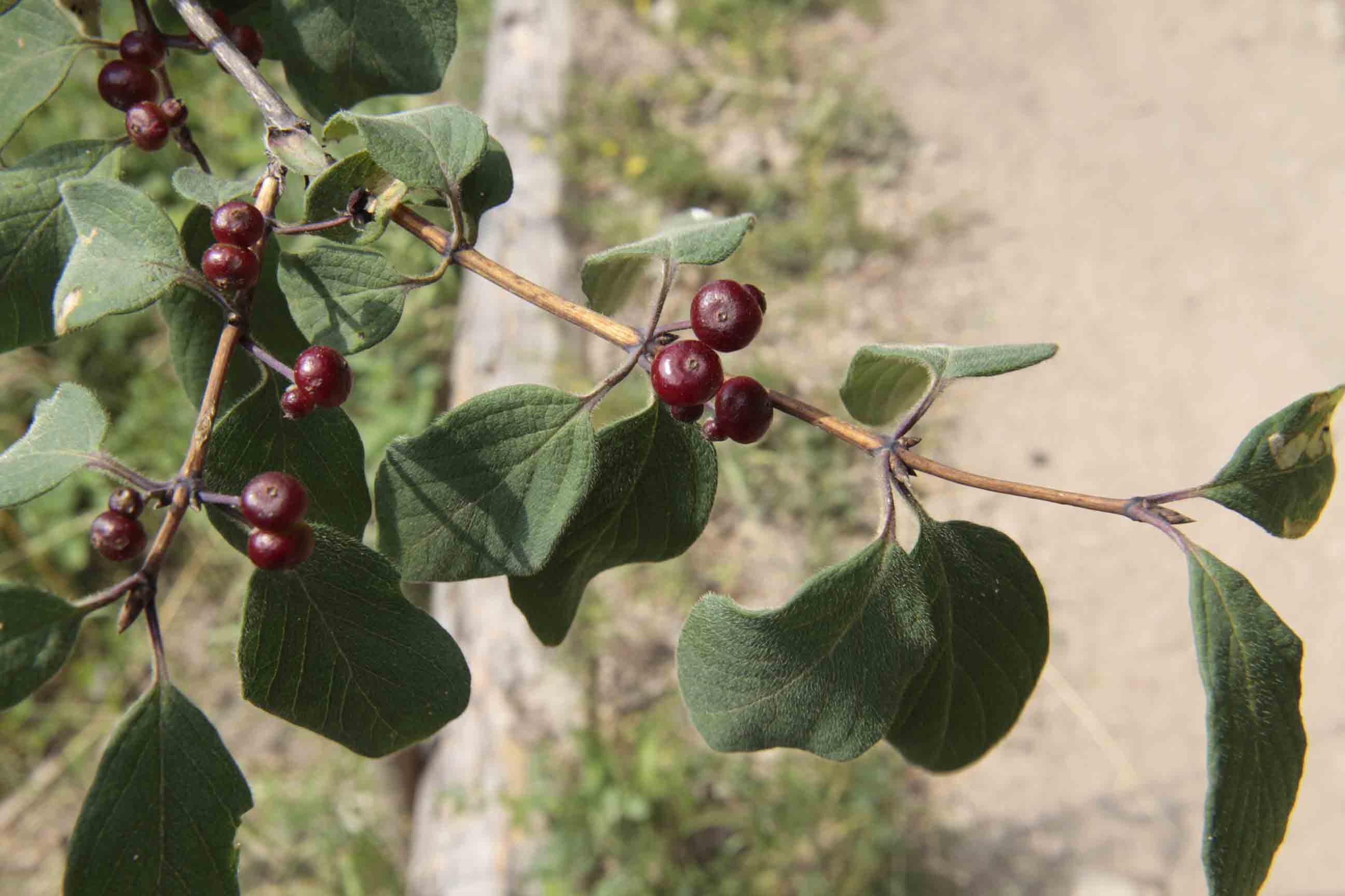 Lonicera xylosteum / Caprifoglio peloso