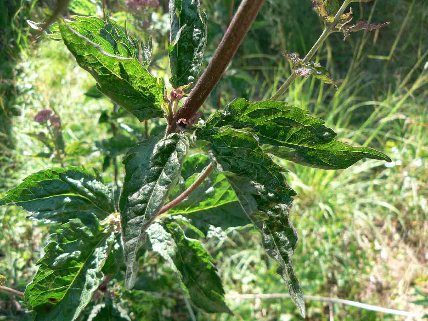 Eupatorium cannabinum