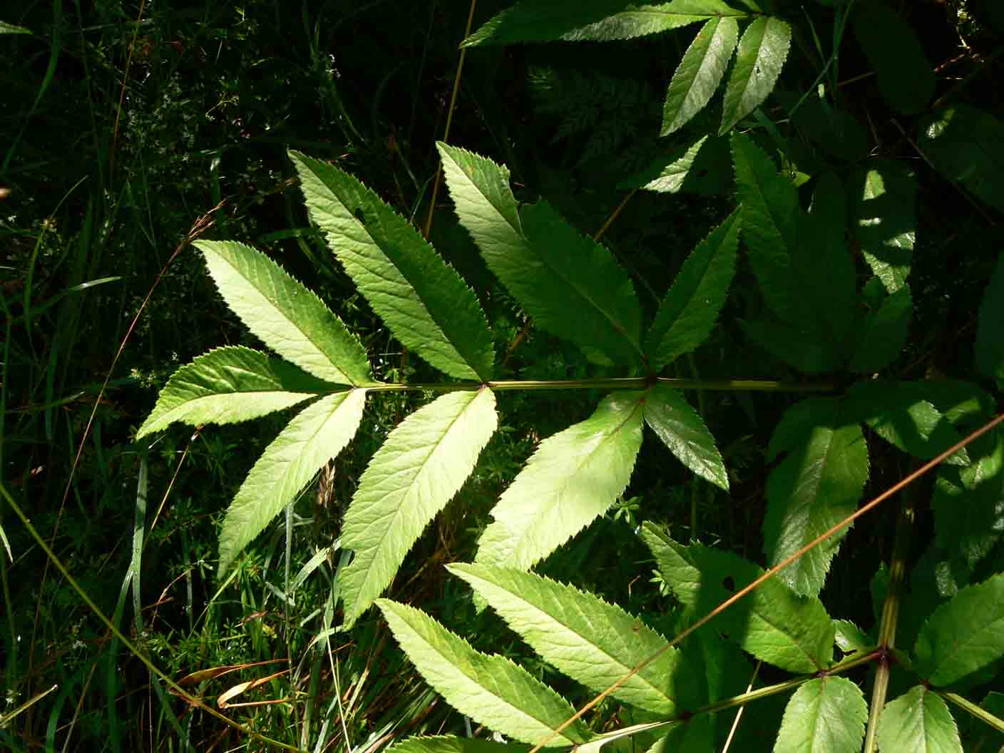 Angelica sylvestris / Angelica selvatica