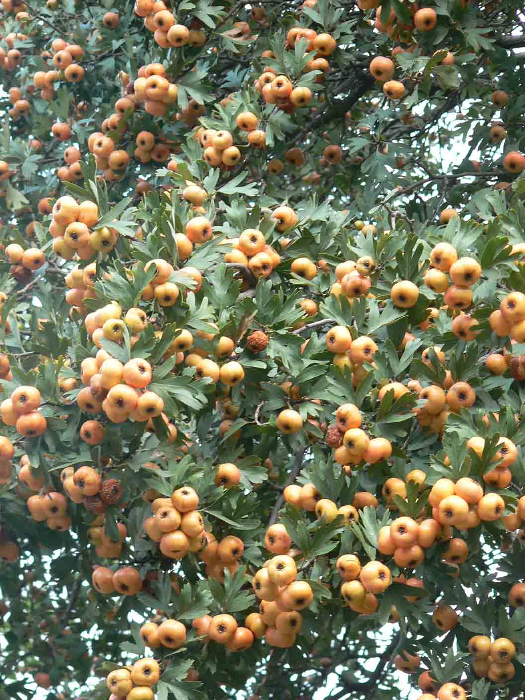 Crataegus azarolus / Lazzeruolo