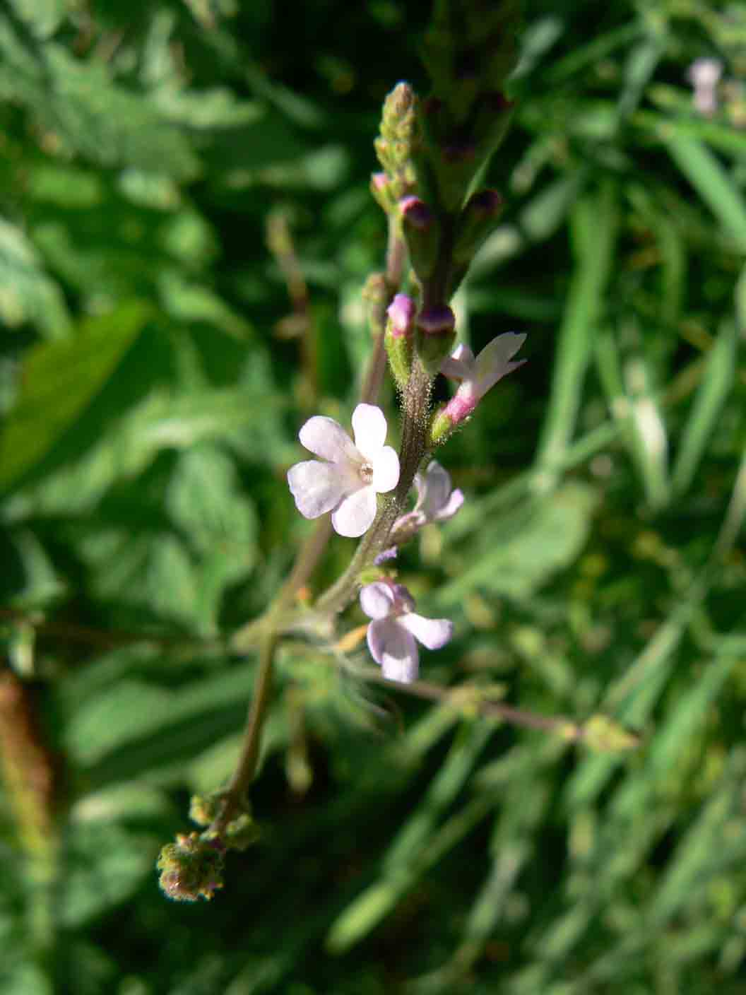 Verbena officinalis / Verbena comune