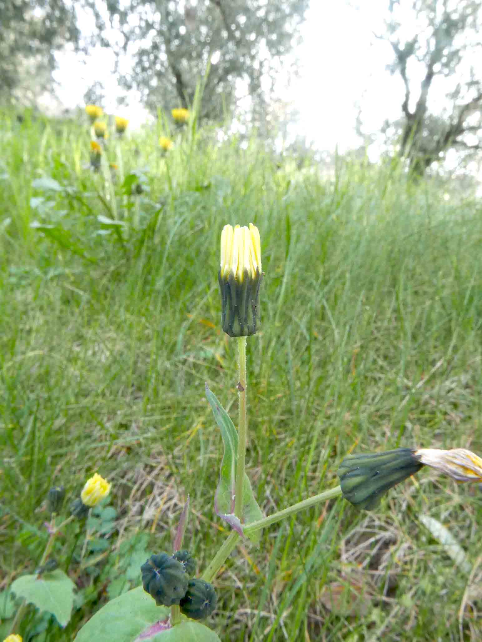 Sonchus oleraceus