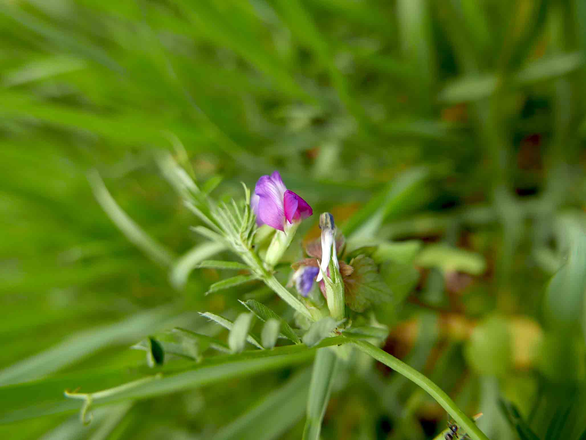 cfr. Vicia sativa