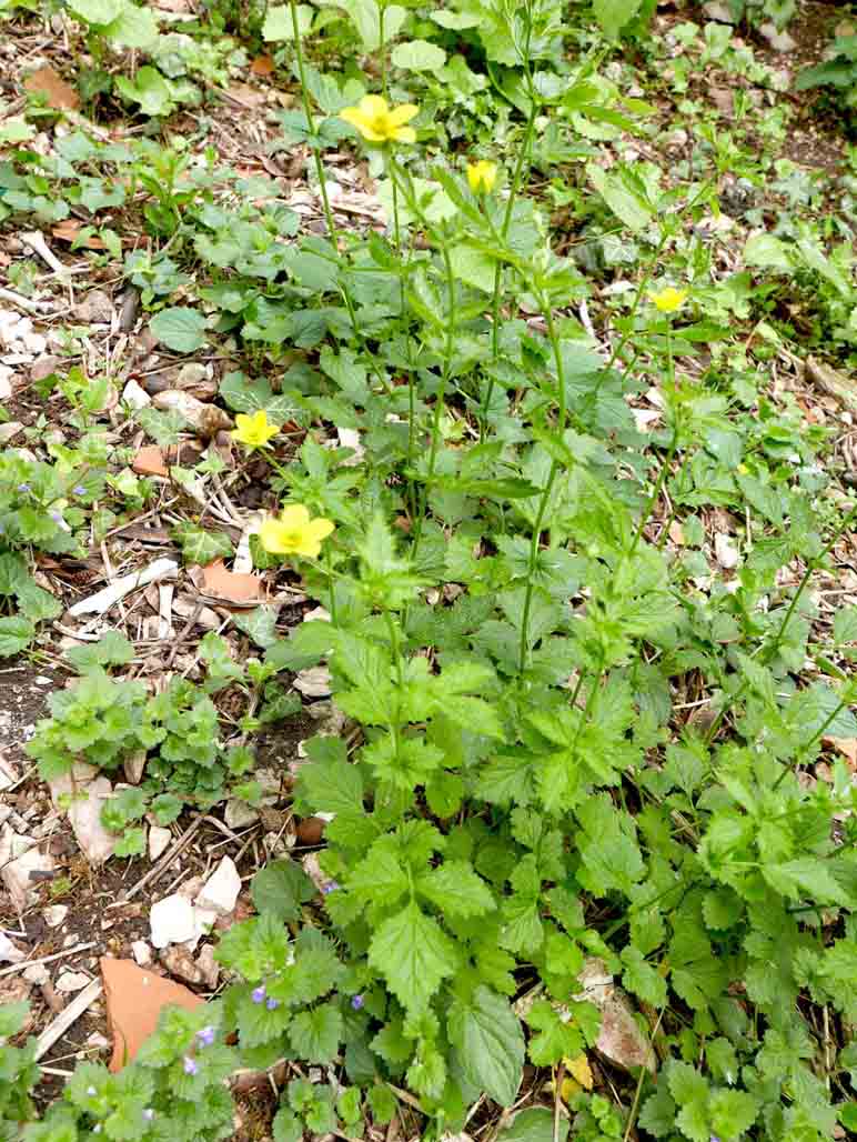 Geum urbanum / Cariofillata comune