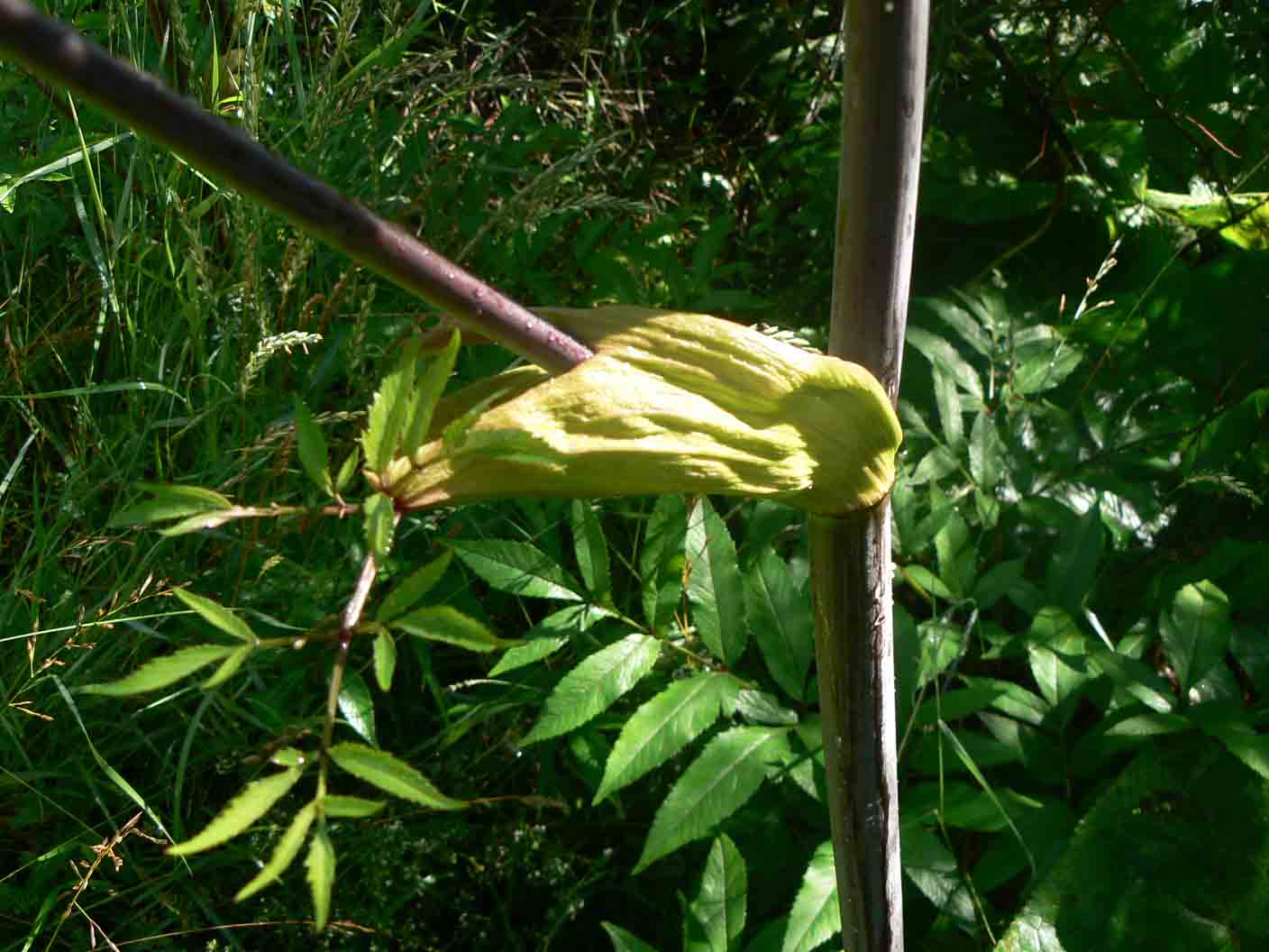 Angelica sylvestris / Angelica selvatica