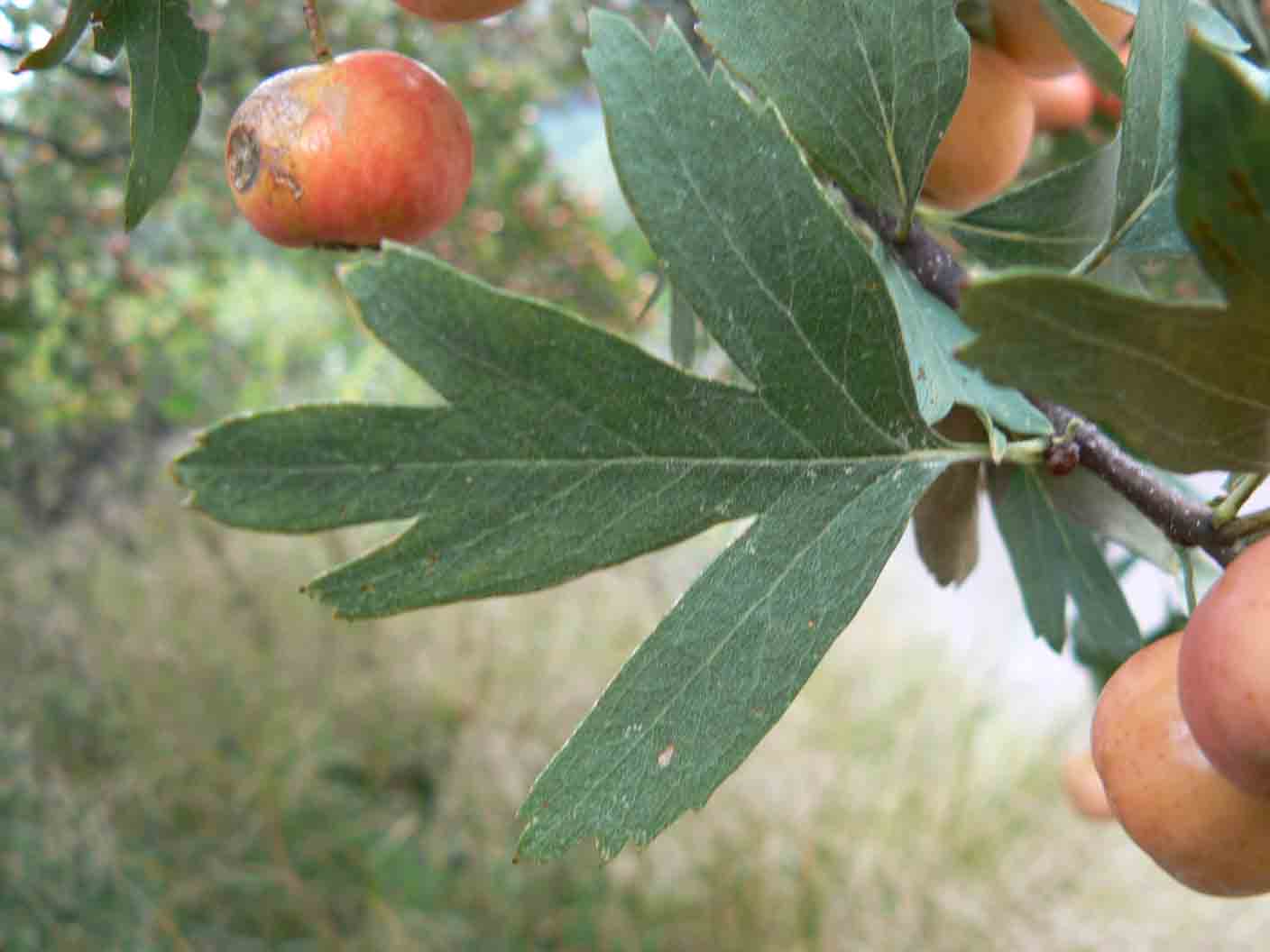 Crataegus azarolus / Lazzeruolo