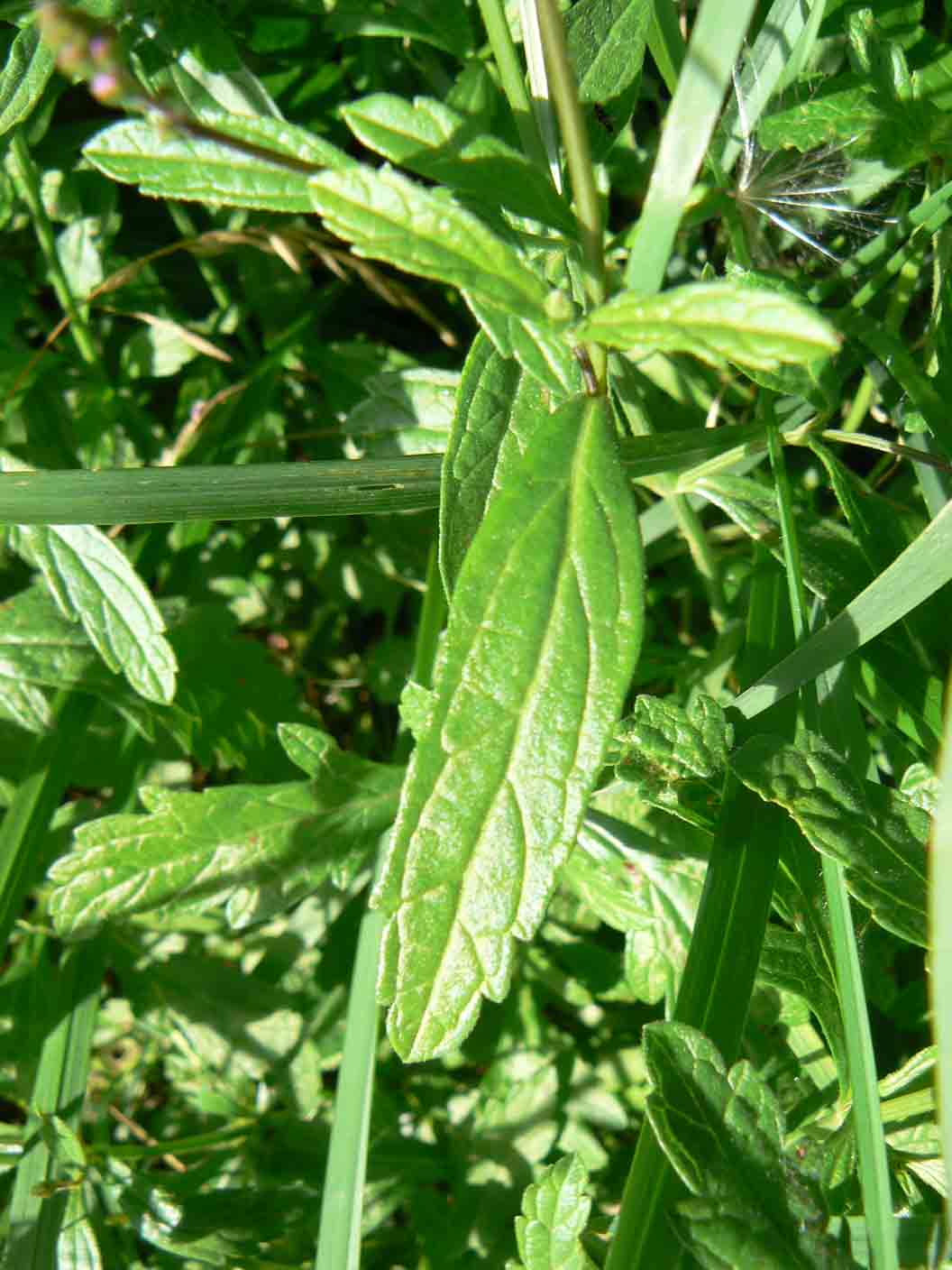 Verbena officinalis / Verbena comune