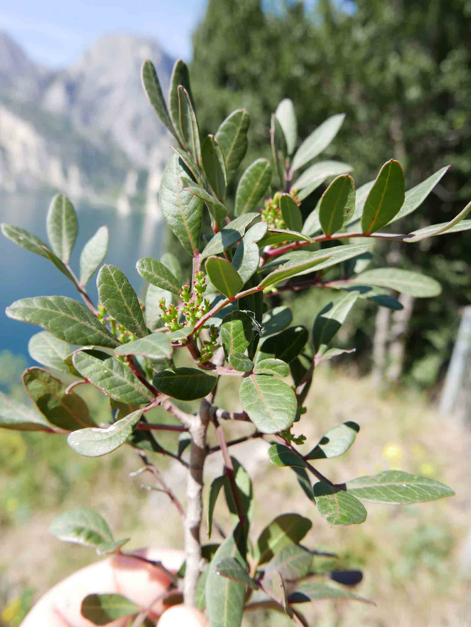 Pistacia lentiscus