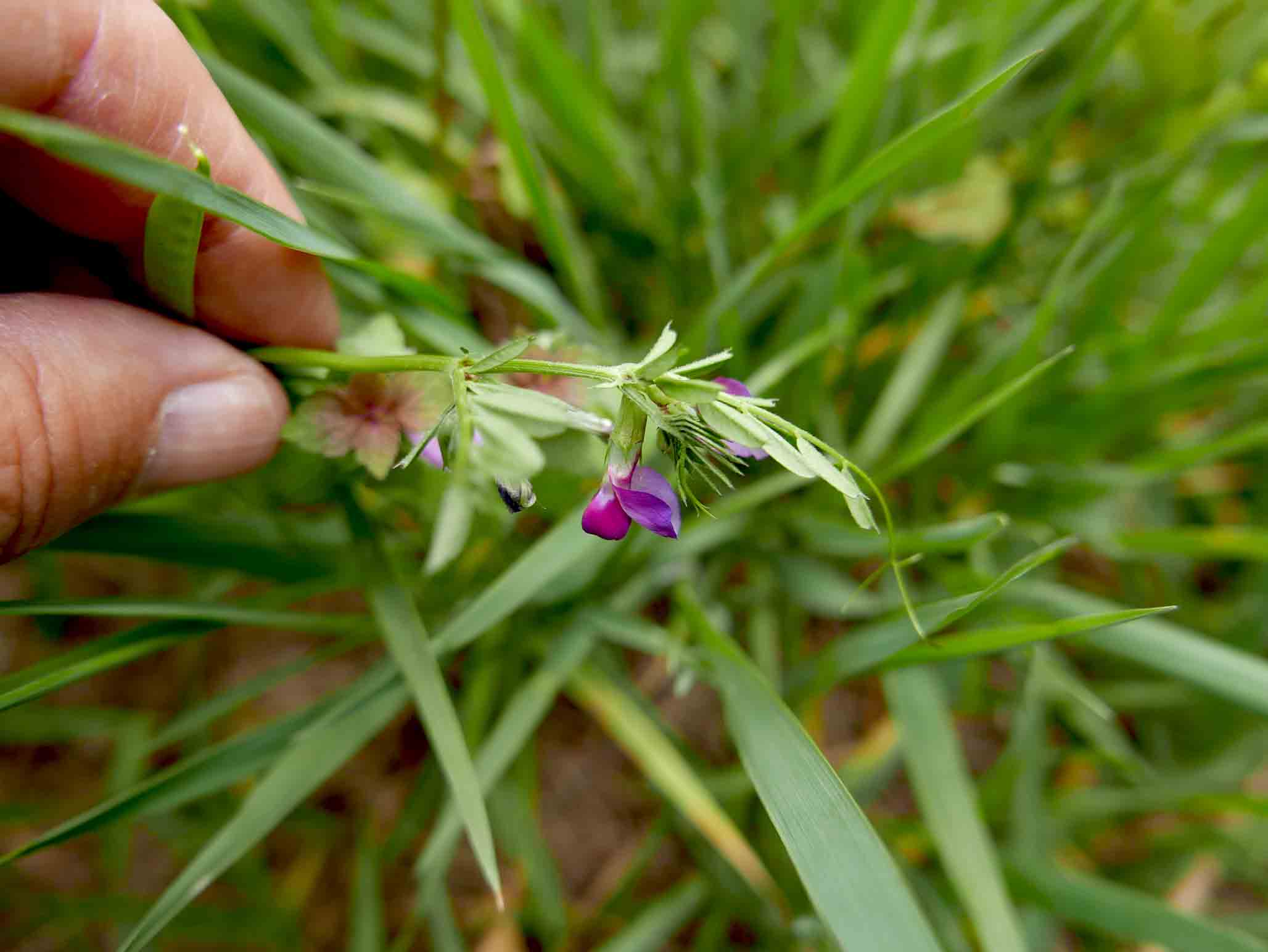 cfr. Vicia sativa