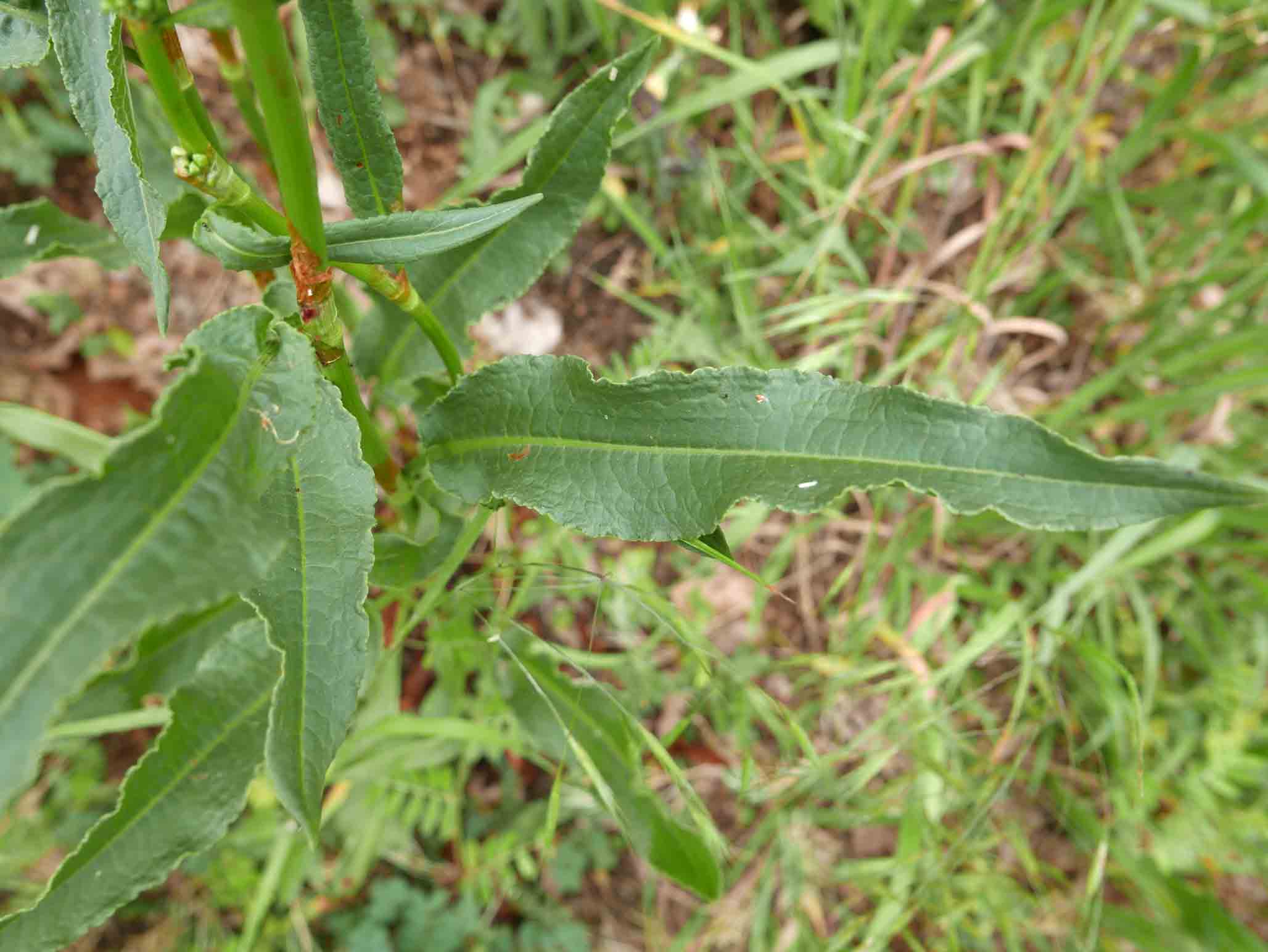 Rumex crispus