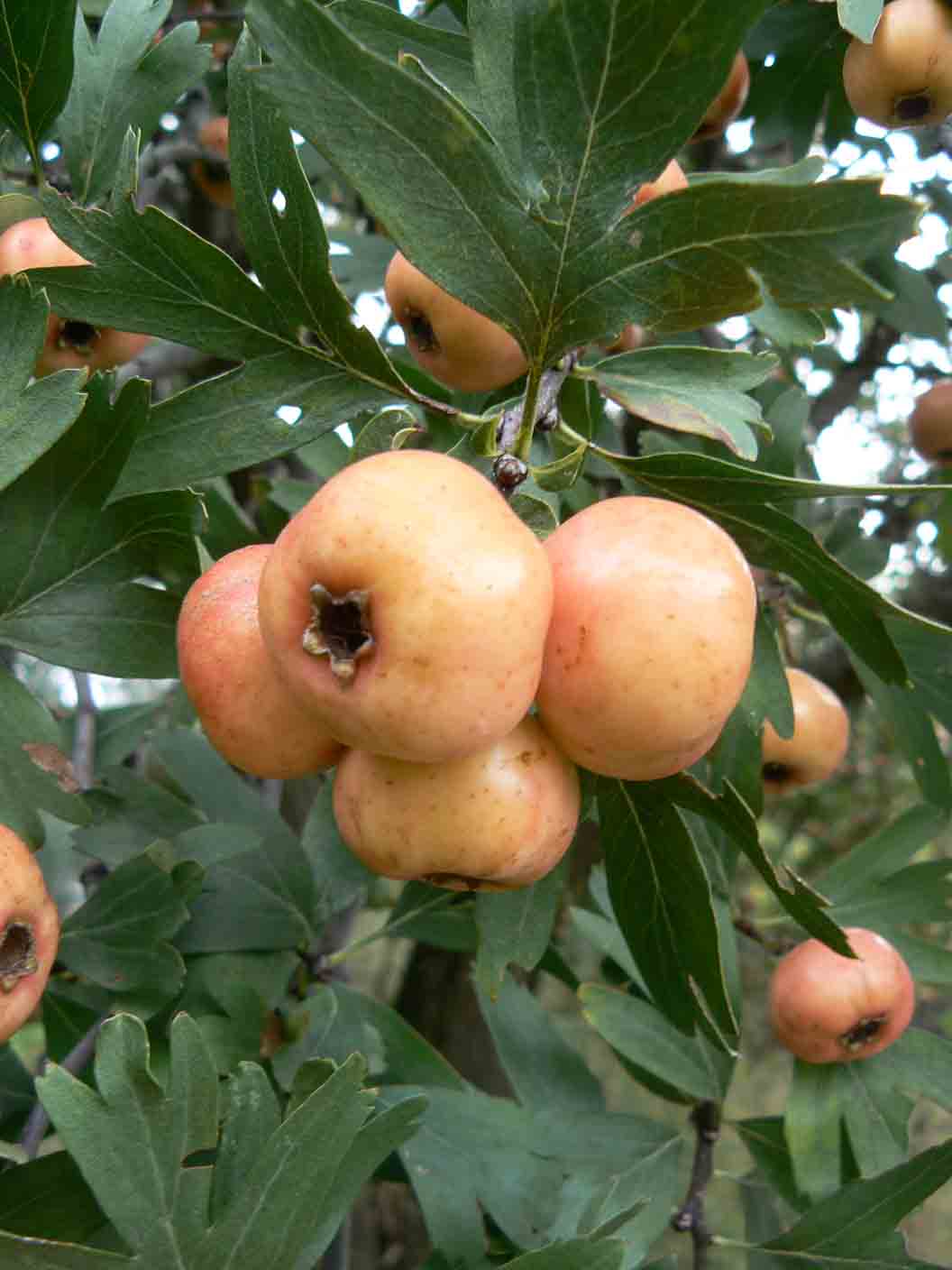 Crataegus azarolus / Lazzeruolo