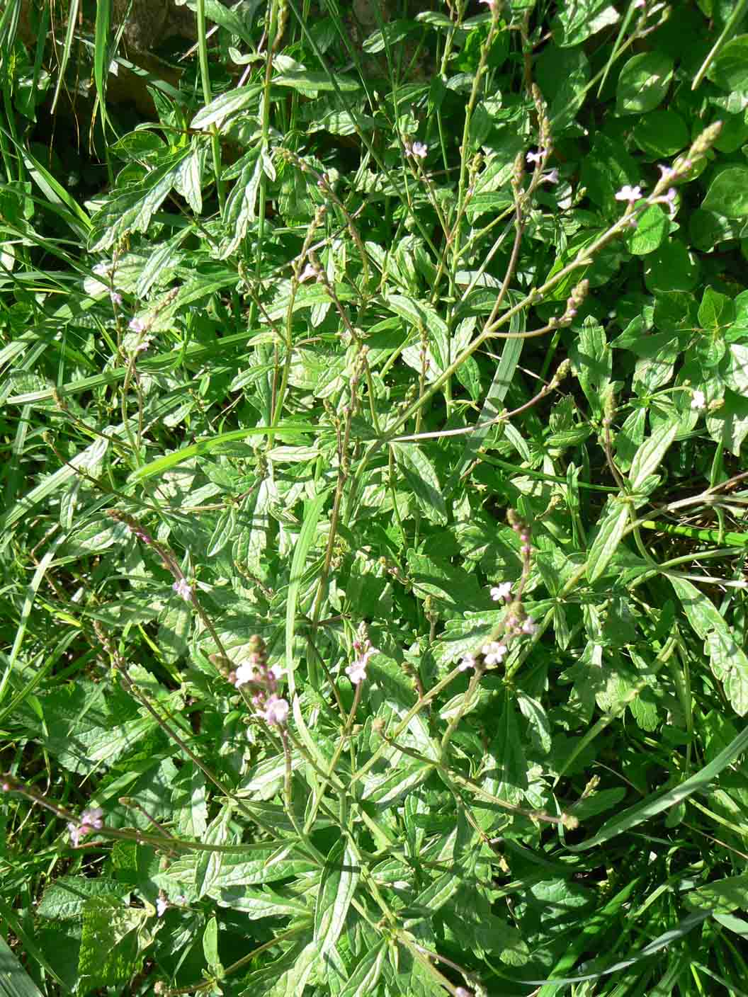 Verbena officinalis / Verbena comune