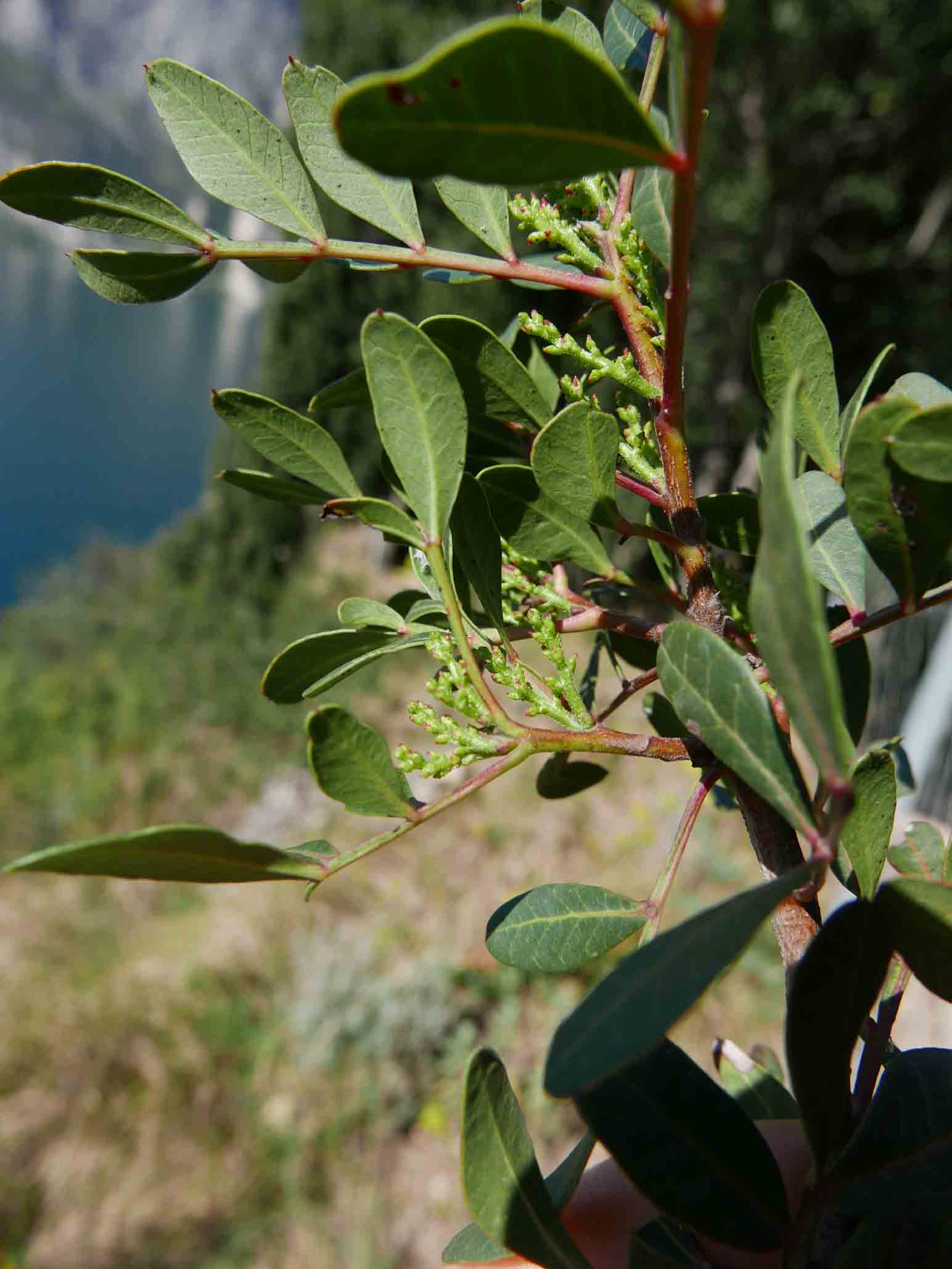 Pistacia lentiscus