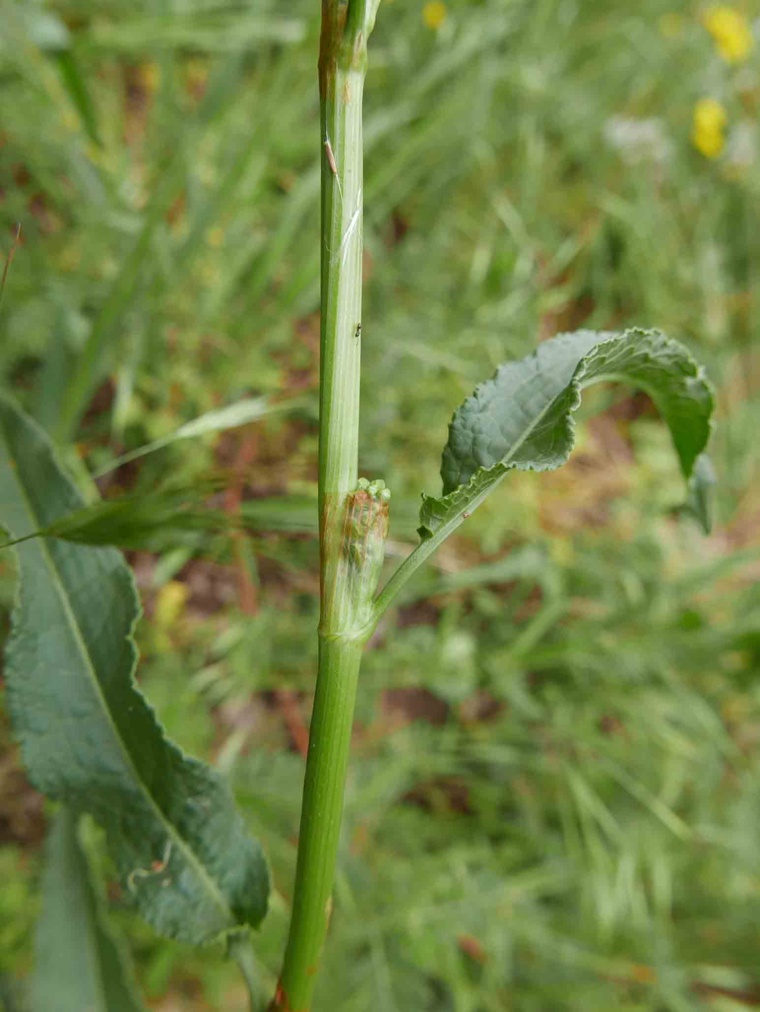 Rumex crispus