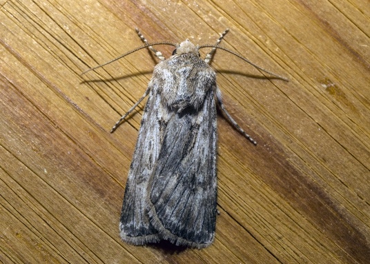 Agrotis cfr. haifae, Noctuidae