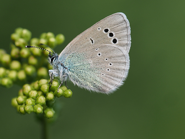 Farfalla blu