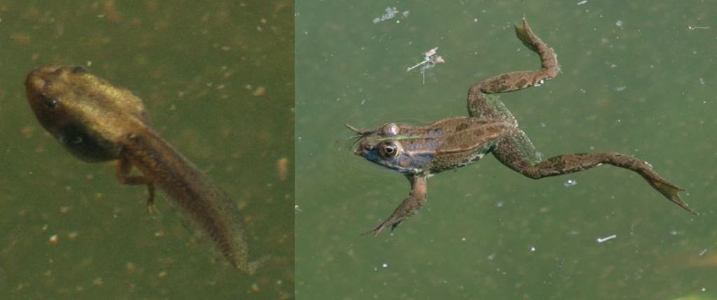 Rana e girinone - Pelophylax sp. (AG)