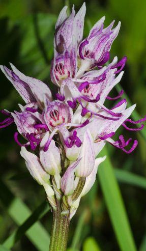 Orchidea ? - Orchis simia