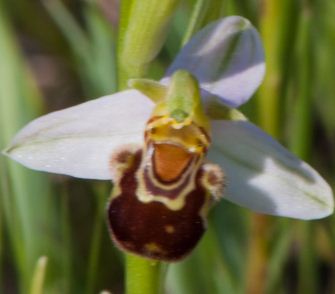 Piccola orchidea - Ophrys apifera