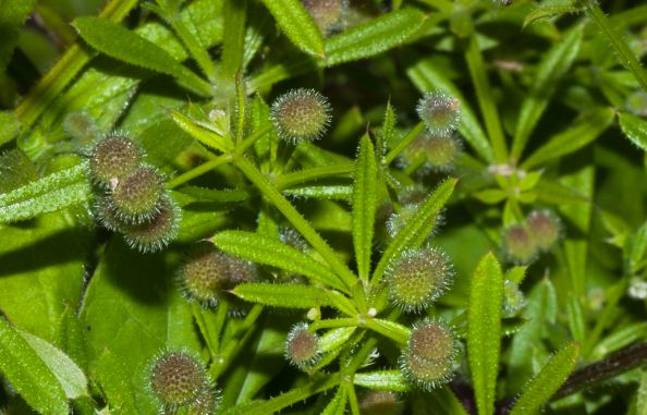 Galium aparine