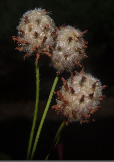 Pianta di campo - Trifolium fragiferum