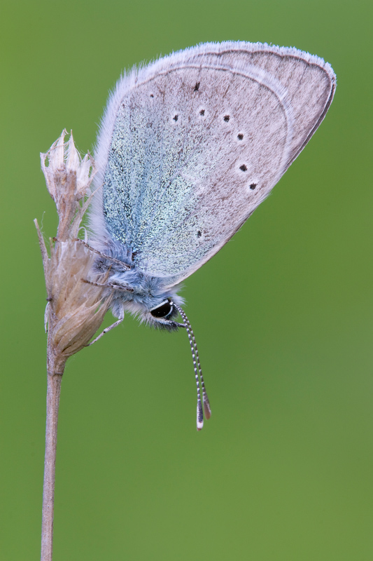 Farfalla da identificare