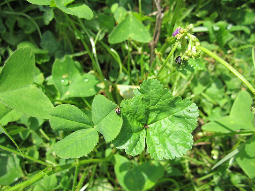 insetti neri con puntini colorati (da identificare)