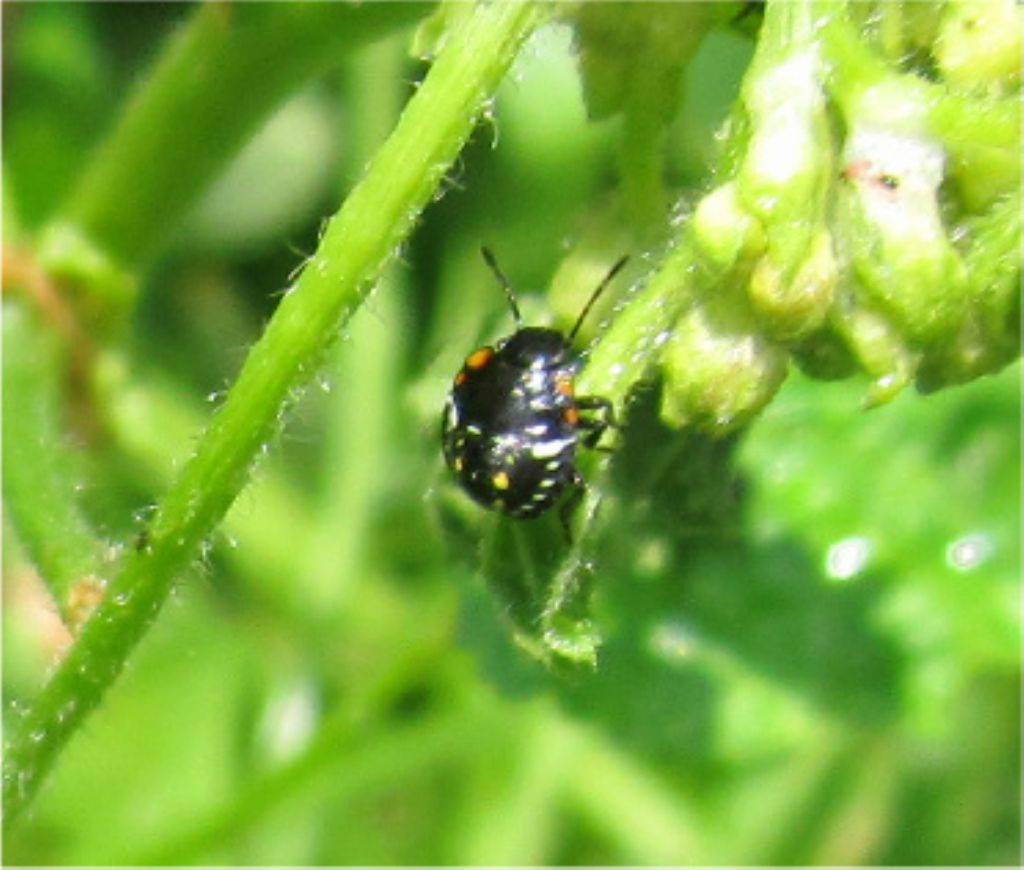 insetti neri con puntini colorati (da identificare)