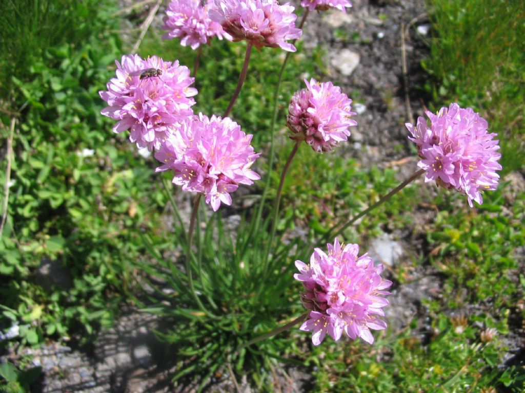 Lomelosia graminifolia e Armeria arenaria