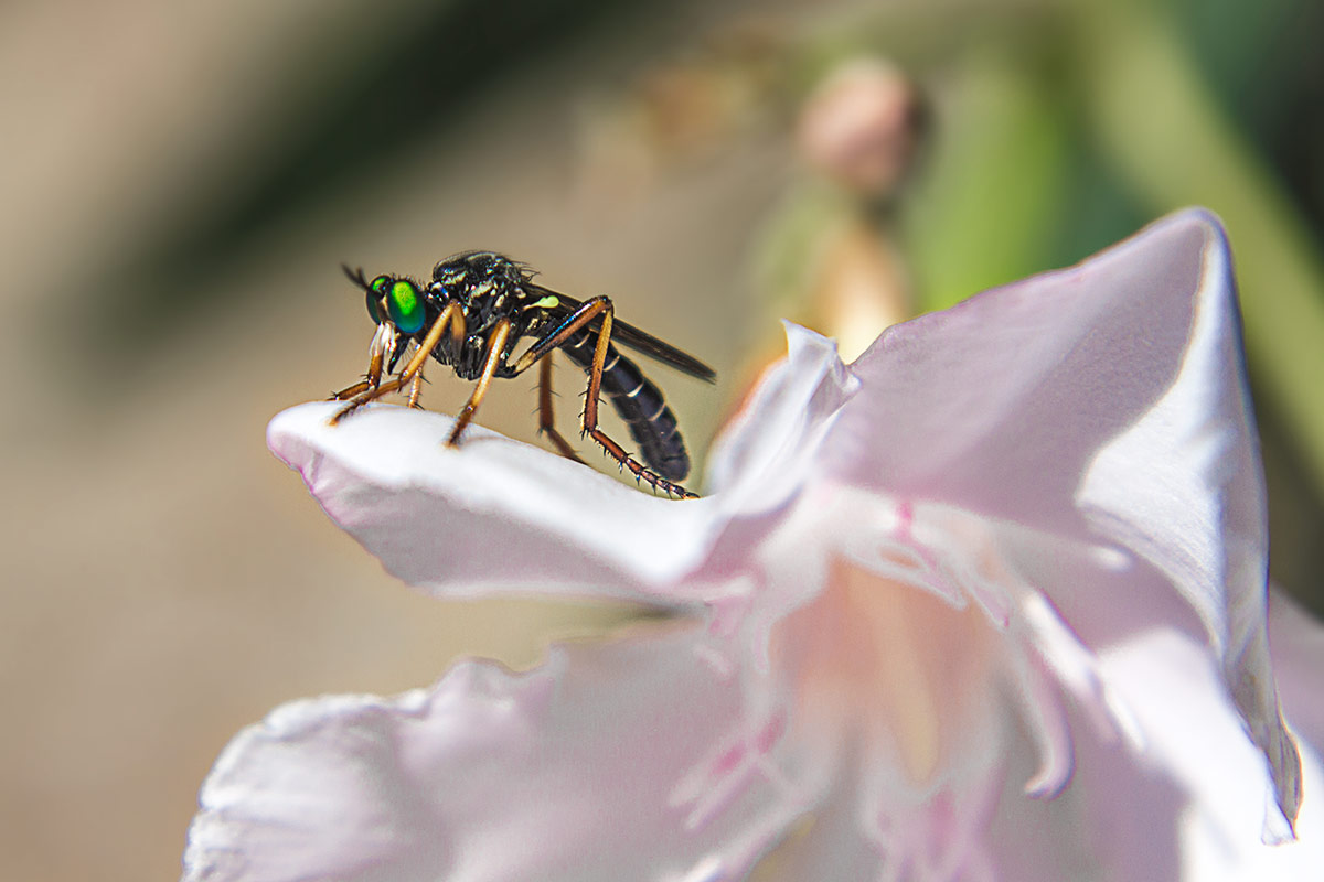 Saropogon sp.