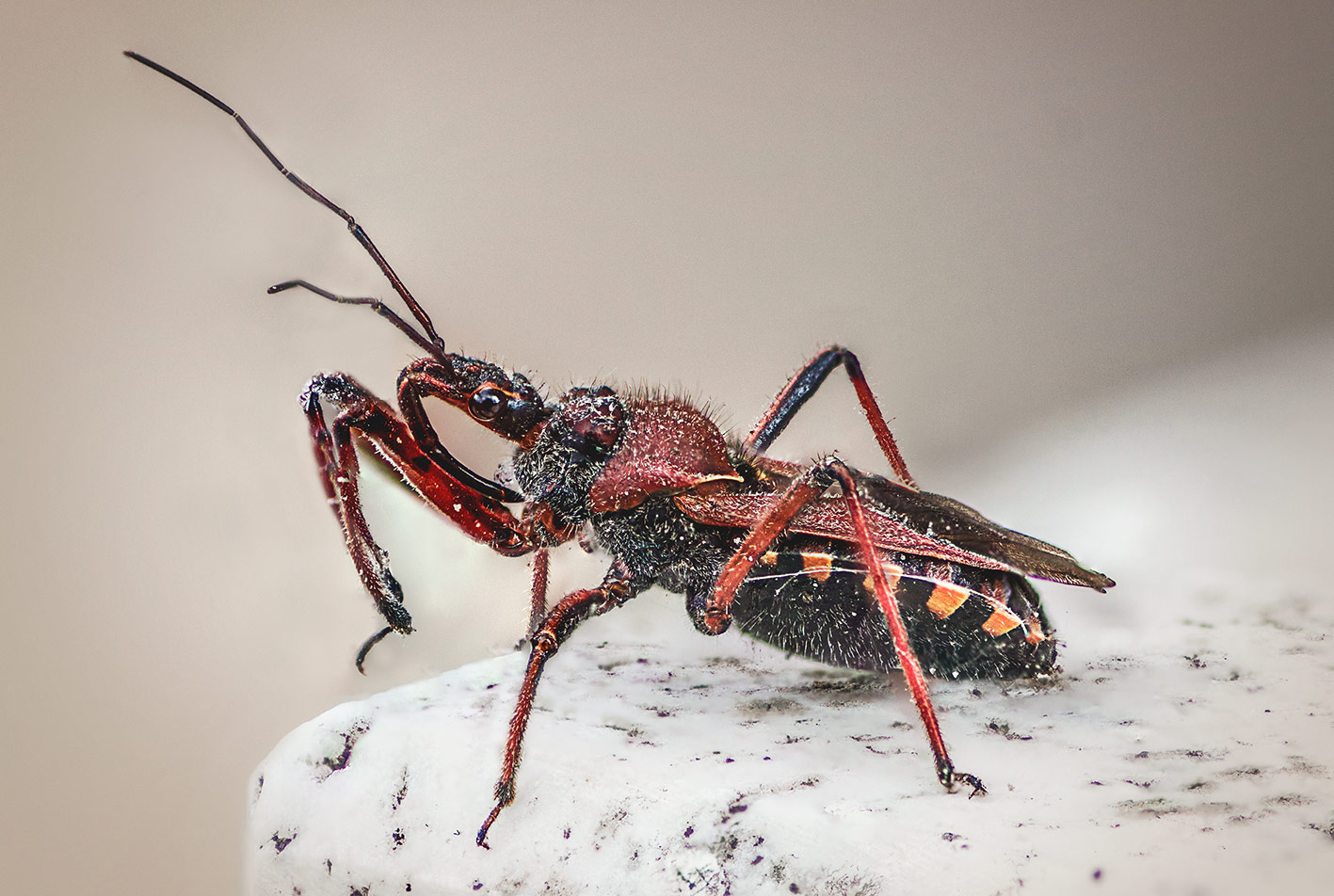 Reduviidae:Rhynocoris erythropus della Campania (NA)