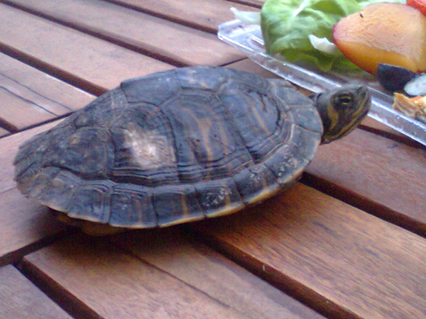 Trachemys scripta in giardino