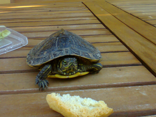 Trachemys scripta in giardino