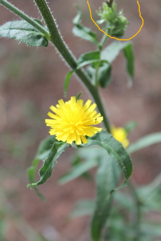 Campi Flegrei - Picris hieracioides subsp. hieracioides