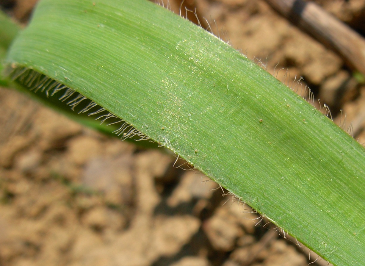 Allium trifoliatum ?